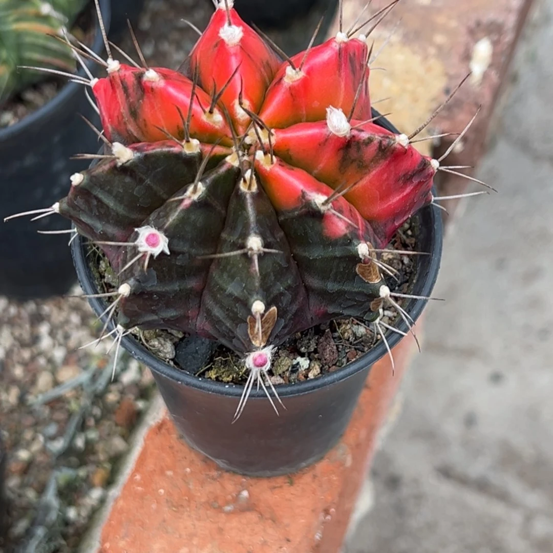 实生米哈锦，晒伤了