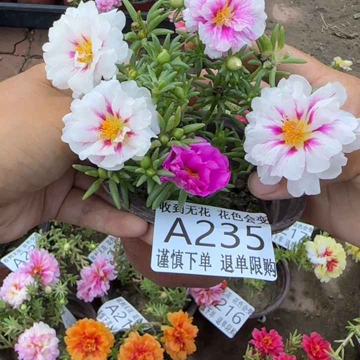 无花朵A235超小苗盆口10cm
