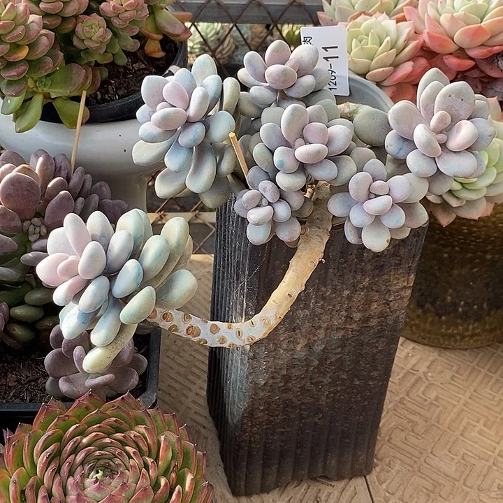 小七夕多肉桃蛋11