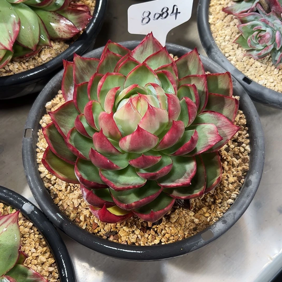 X***惊鸿仙子一物一拍8084号