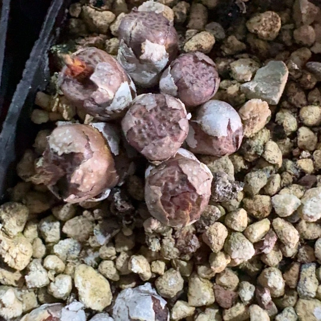 A***n猪皮定向一群定向和桃一起