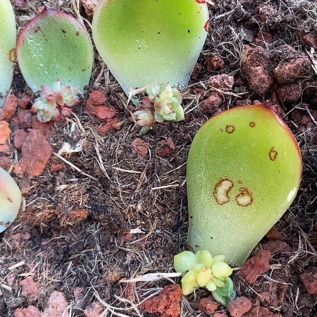 1309月亮石锦多肉植物哇啦塞