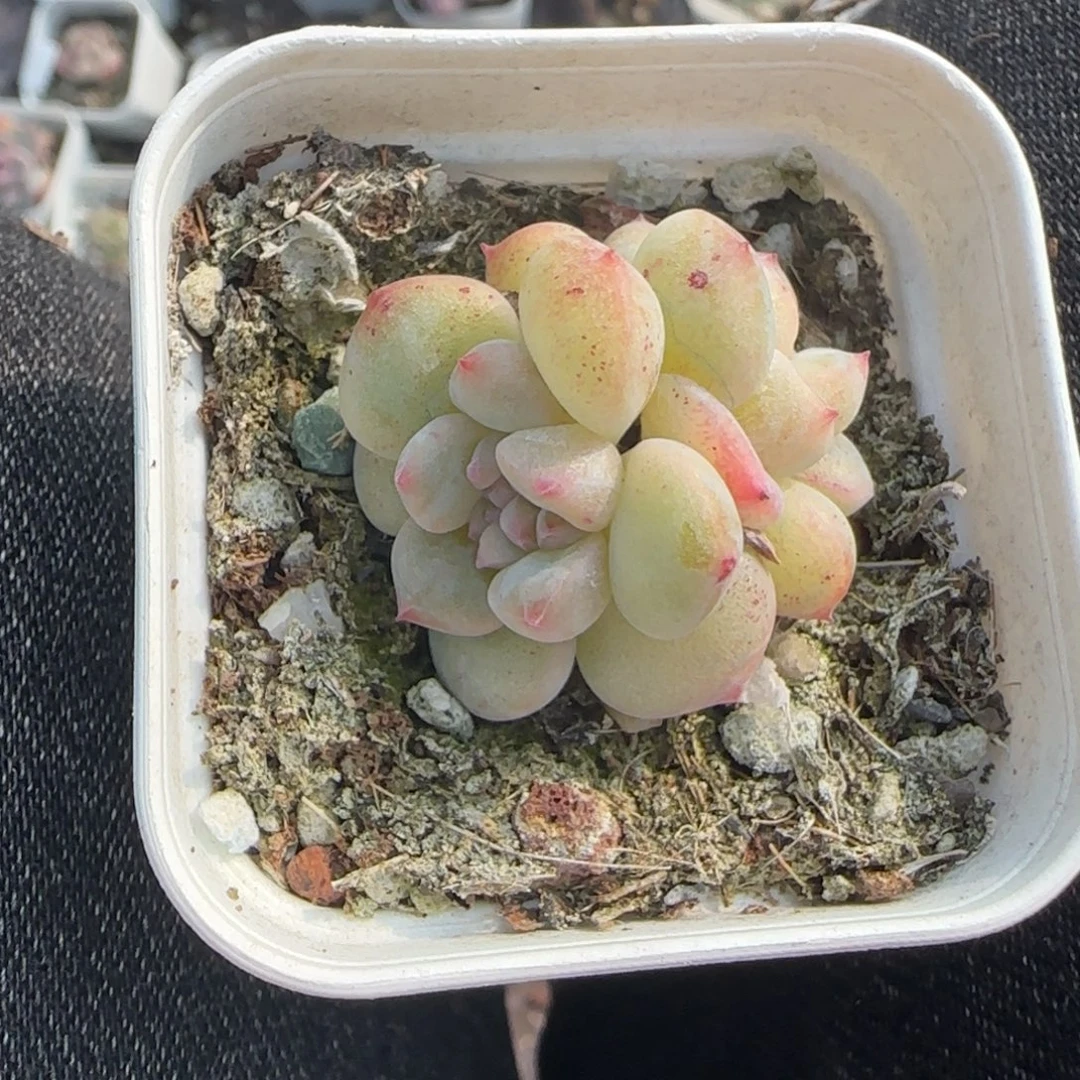 小卡拉米糖心一物一拍