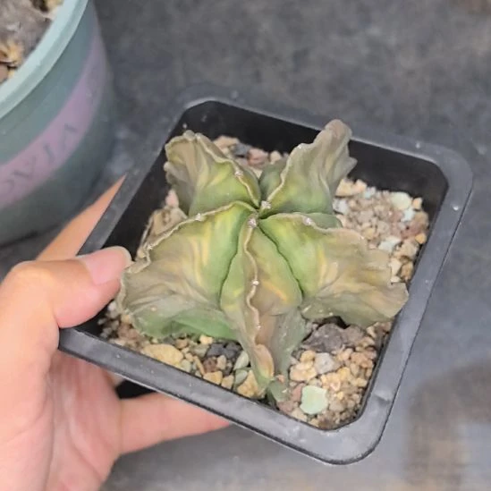 实生鸾凤玉直径6.5带盆土