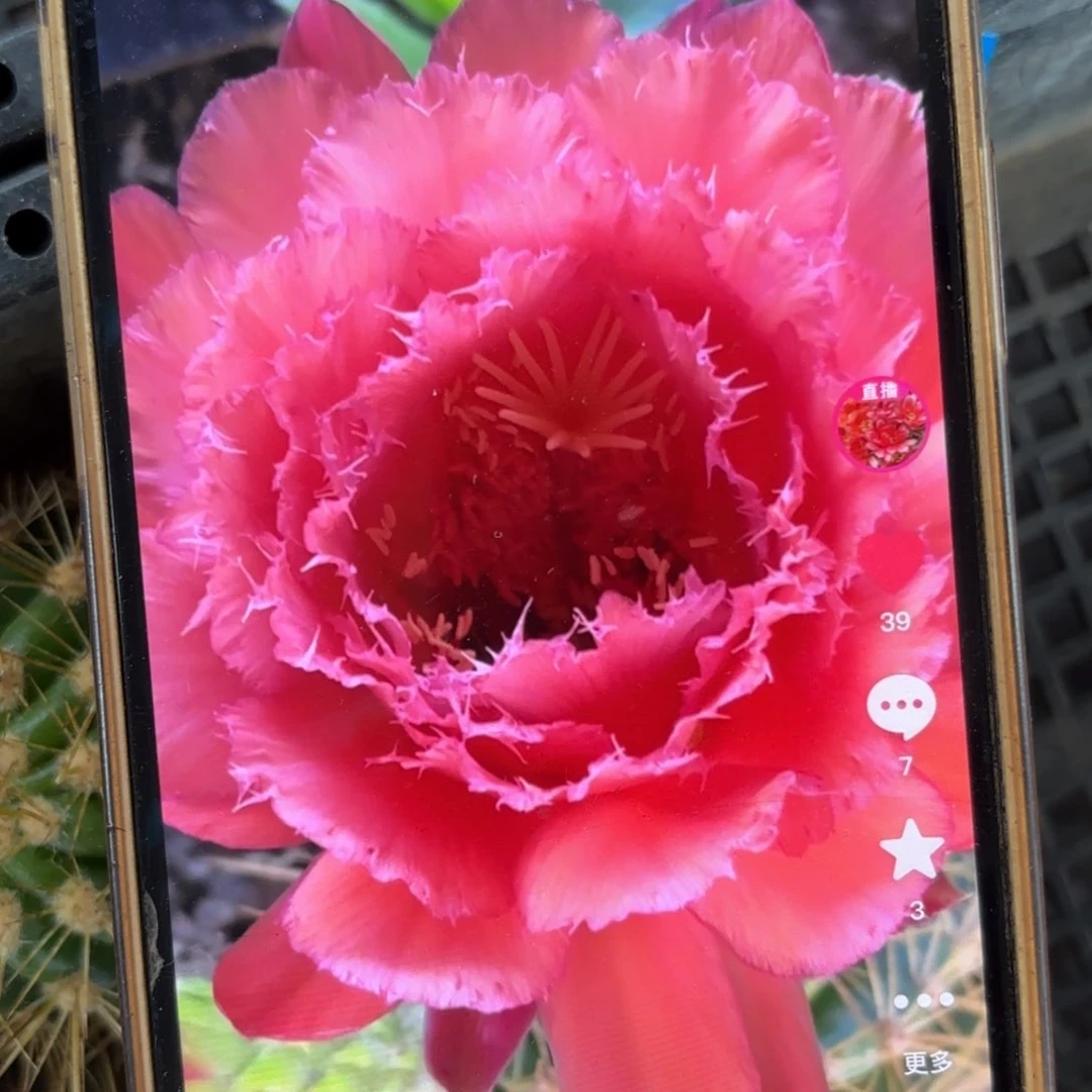 3-444毛侧牙20包邮仙人球12