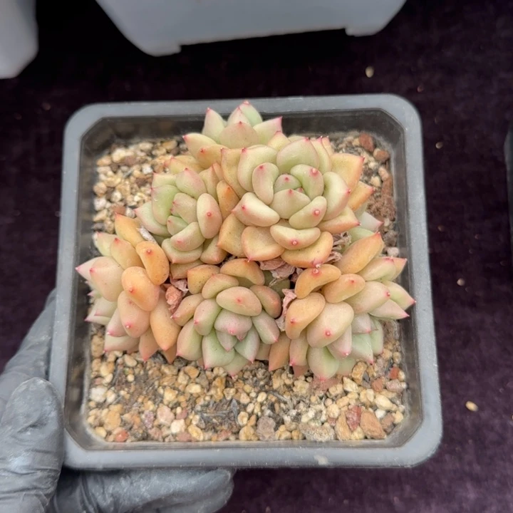 10厘米一物一拍的