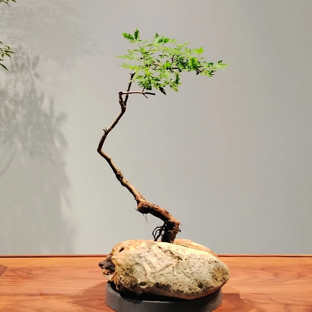石包根黄荆小型盆景耐养易活摆件适合茶室办公桌等摆放办公室绿植