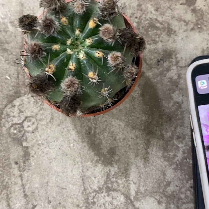 极光仙人球246788