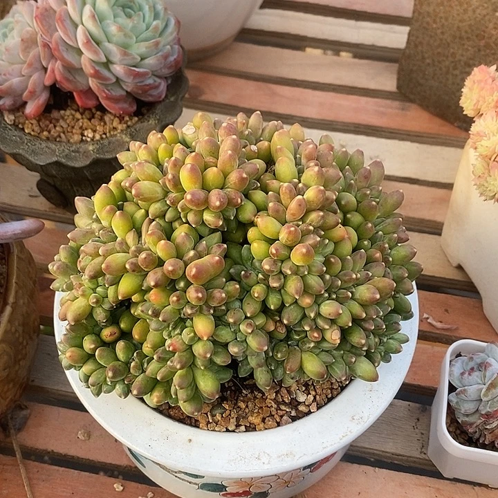 多肉植物肉肉植物