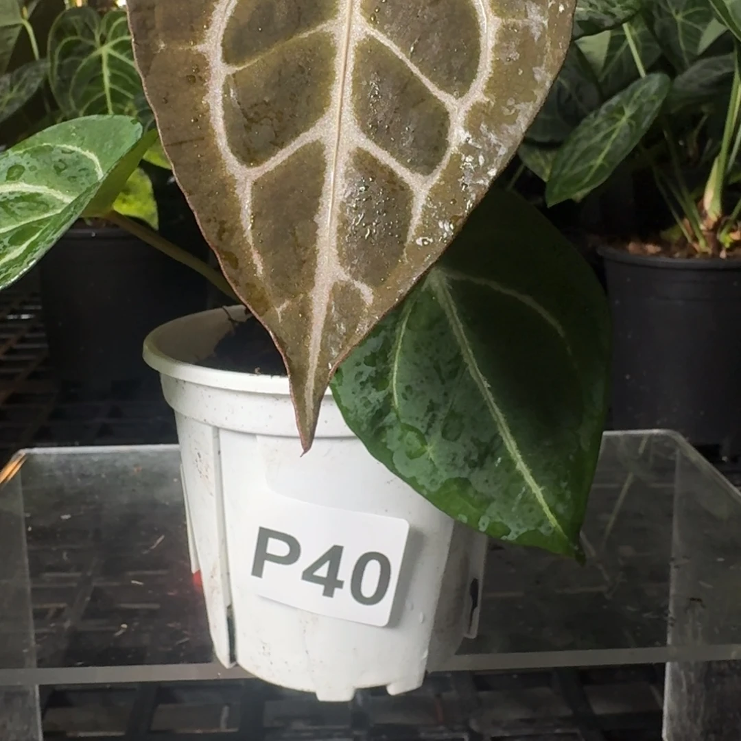 完全开放红水晶杂印尼寡妇P40