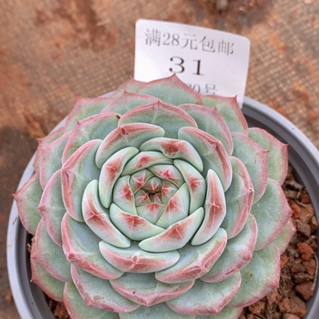 【闪购商品】云31号香缇卡
