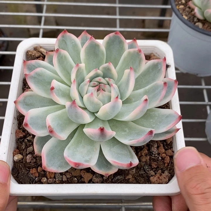 吉娃娃锦多肉植物A700