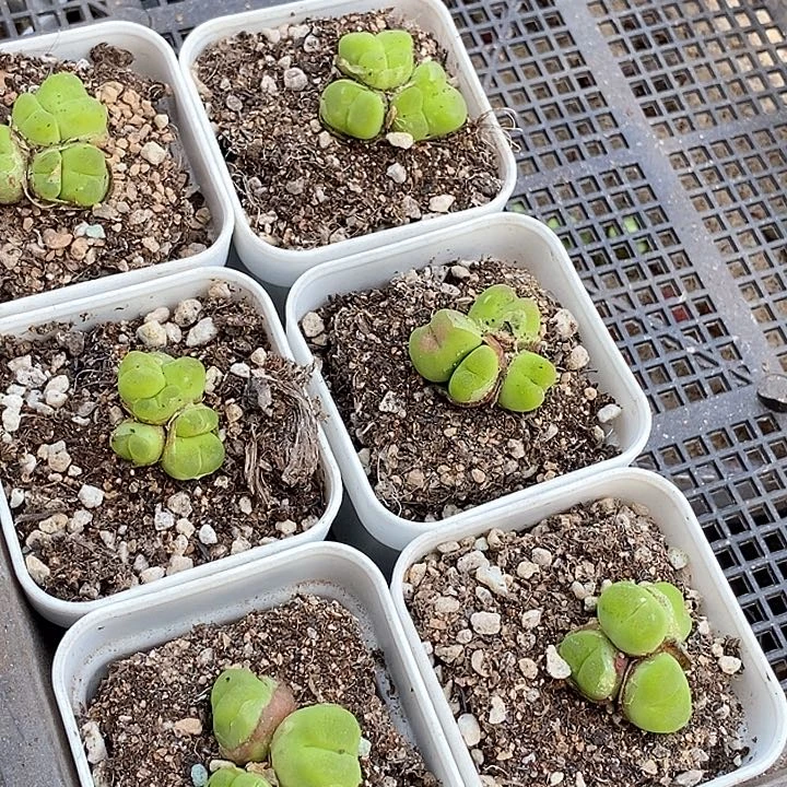 27512群生一颗