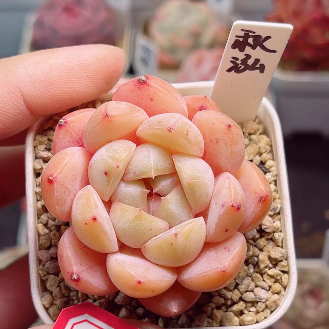 A604一物一拍 秋泓