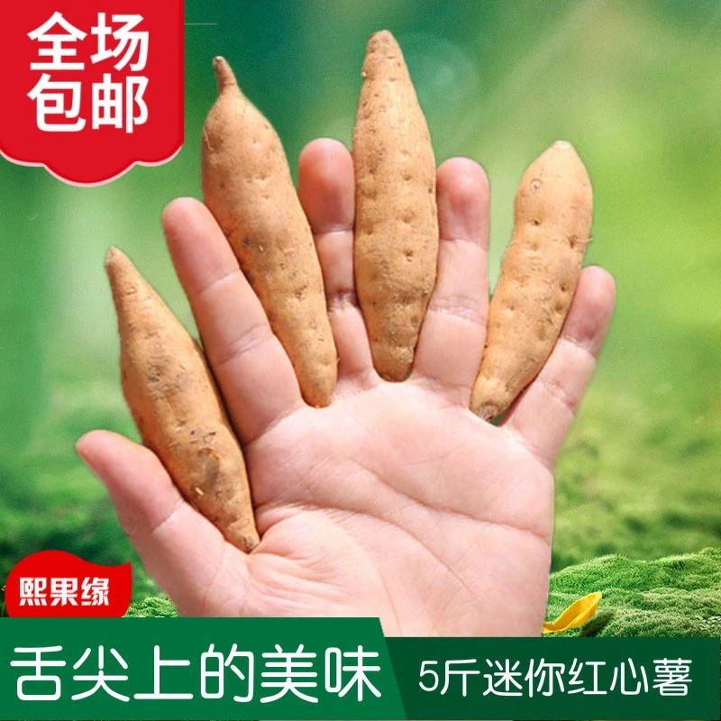 贵州紫云红芯红薯软糯香甜原产地新鲜现挖现发地瓜小番薯5斤装