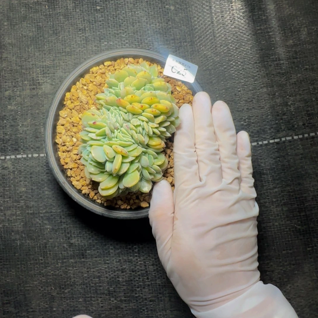 c c c c c c c c c 25