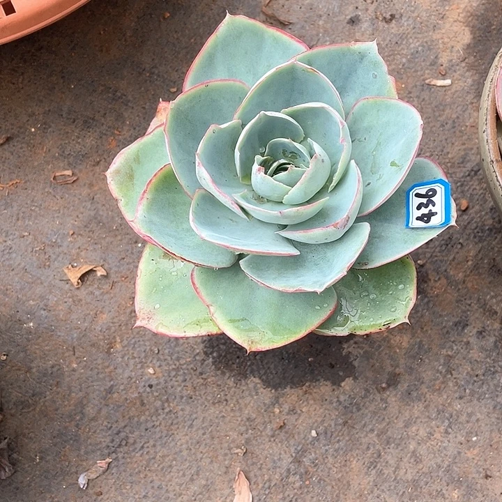 436达芬奇 一物一拍多肉