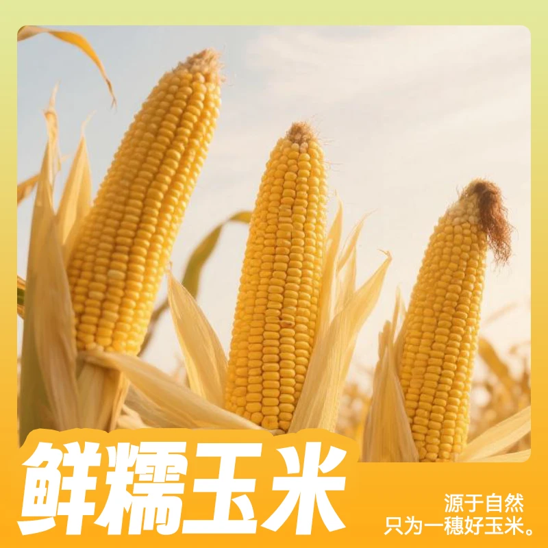 稻村壹号8支装东北鲜黄糯玉米黑糯玉米真空装粘玉米