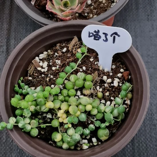 喵***啊珠串白覆轮景天科