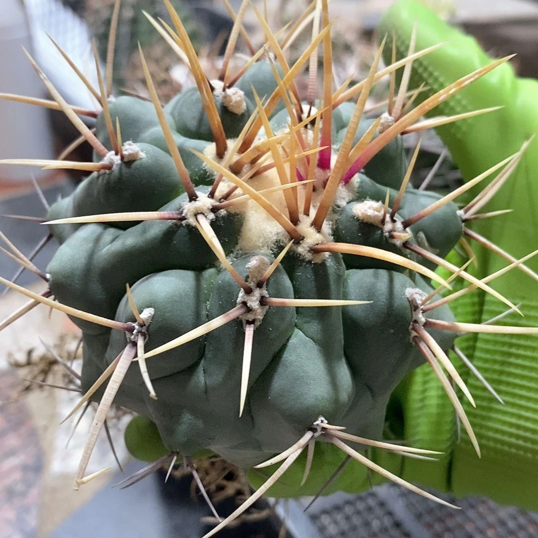 货****多实生武者影仙人球