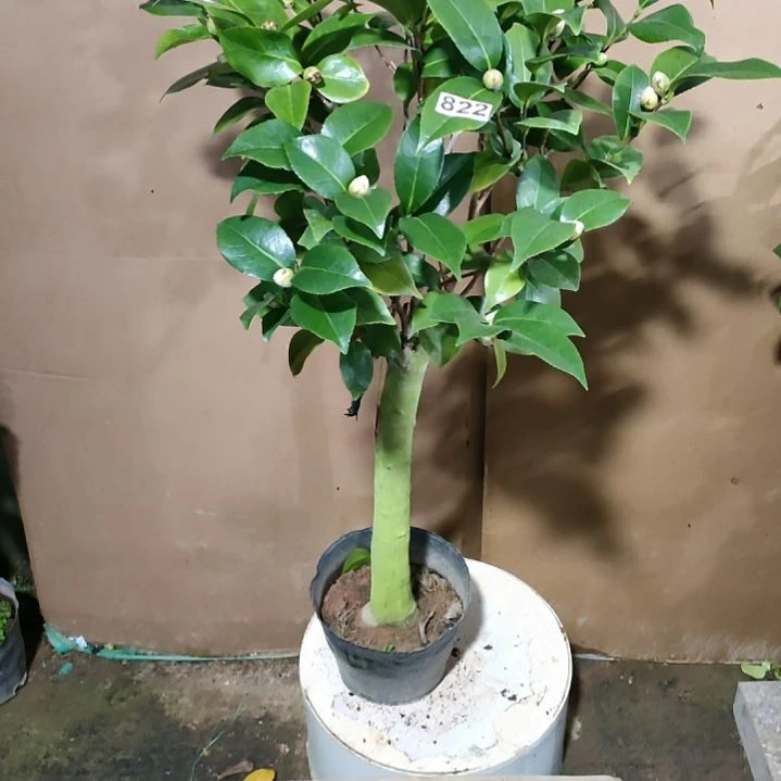 822喜悦，依恋贝蒂，原盆原土发货，不包邮