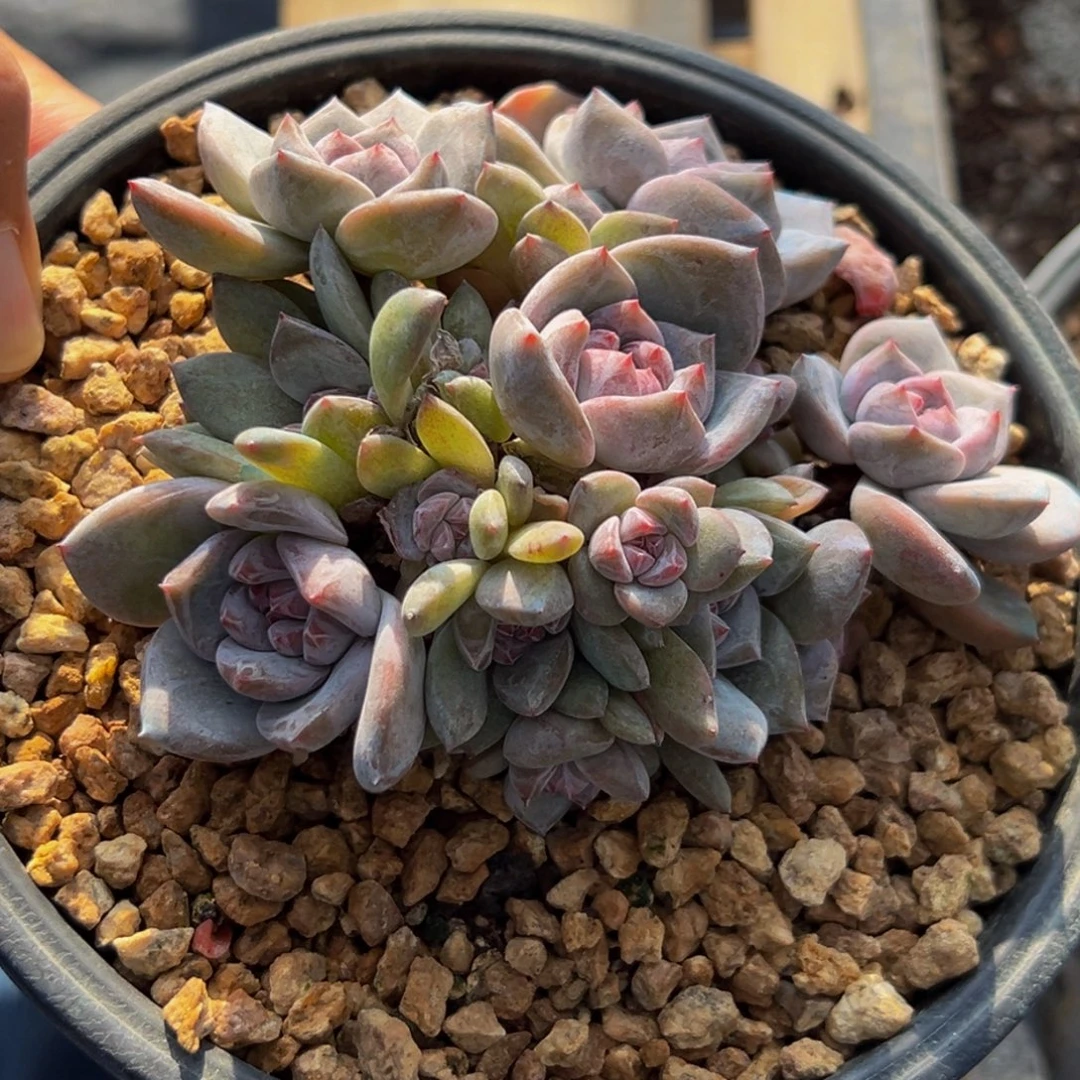 新年快乐 新年快乐