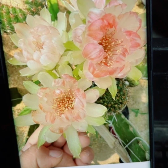 下43丽花102歪无根侧芽3公分左右20包邮