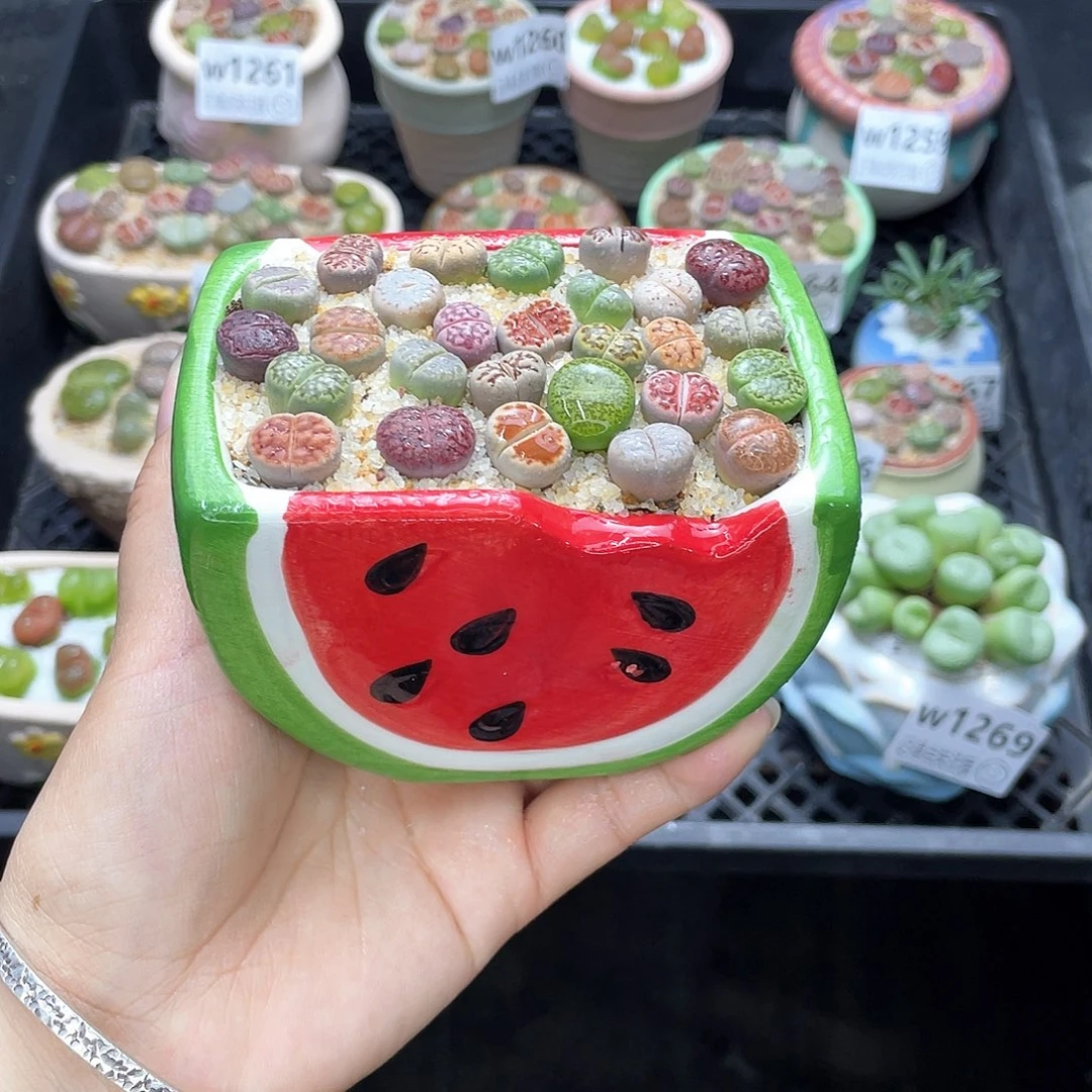 w1270盆微瑕 带盆土发货一物一拍