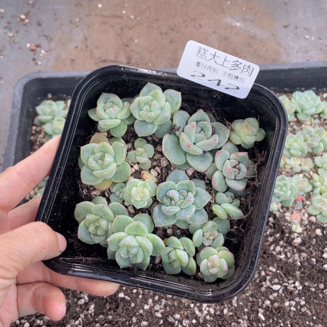 糕大上多肉植物242