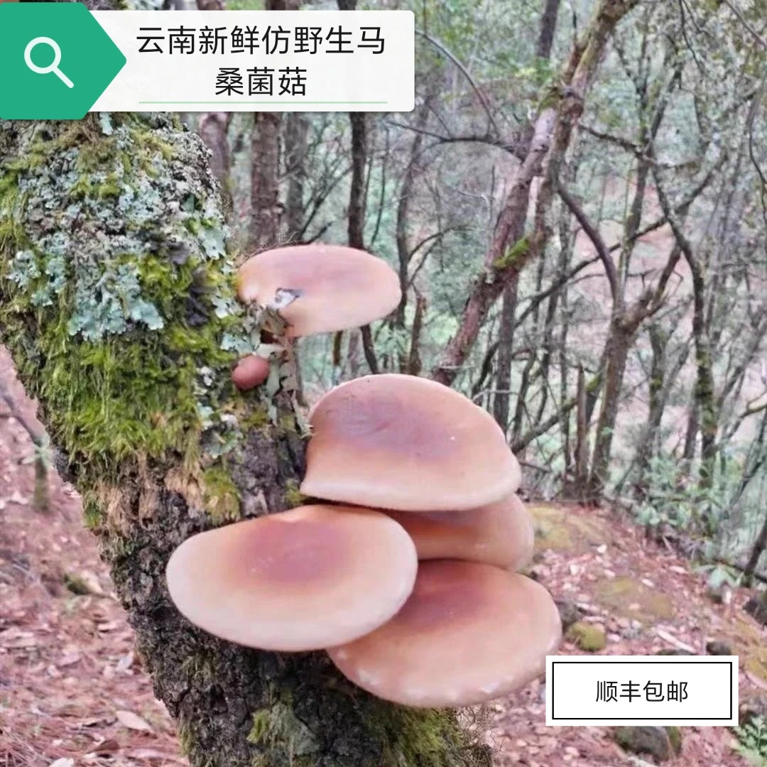 云南野生菌鲜货仿野生香菌香蕈榛蘑马桑菌香菇炖汤炒吃火锅玉米