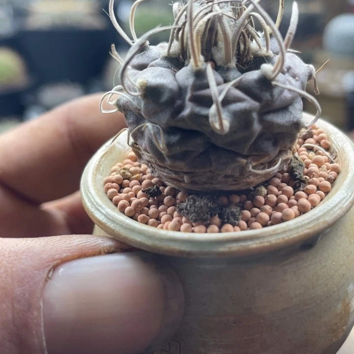 娇丽实生萝卜根一单包邮不含盆