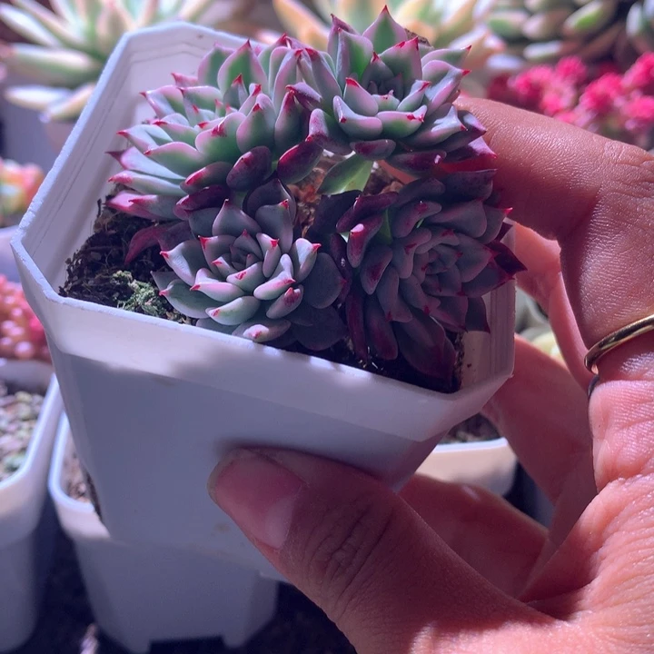 沙罗姬牡丹群生有根
