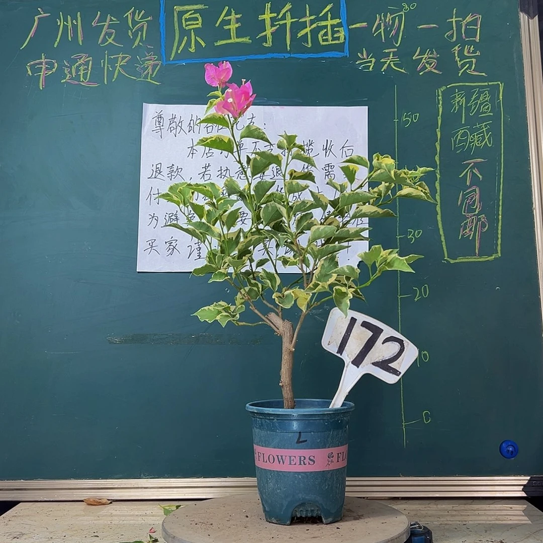 当前无花栽培后可以开花蜡染粉172