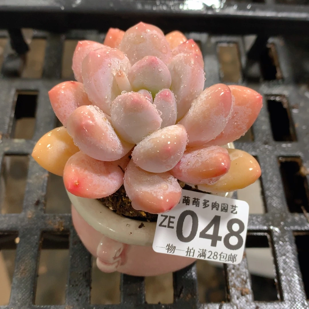 肉萌萌拇指盆精控多肉ZE048