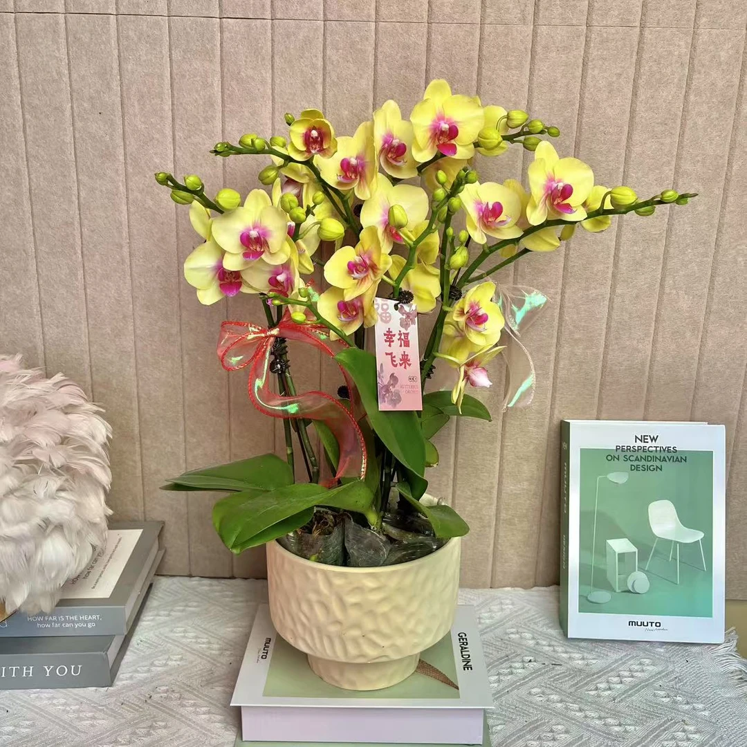 福满 朝阳 黄色蝴蝶兰室内精品 观赏真花