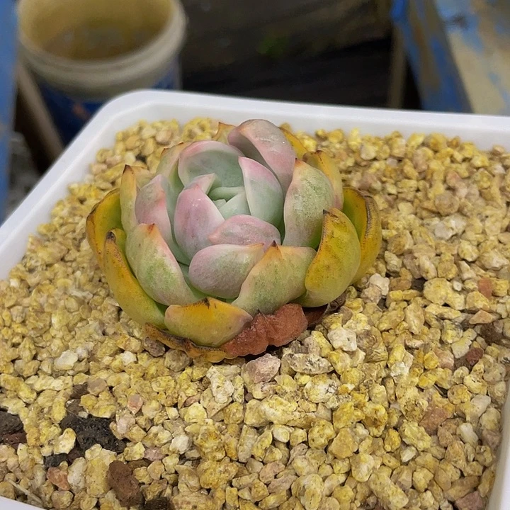 香槟锦一物一拍哦