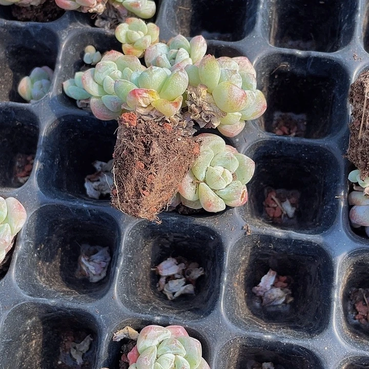 双头小杆子冰玉带土发