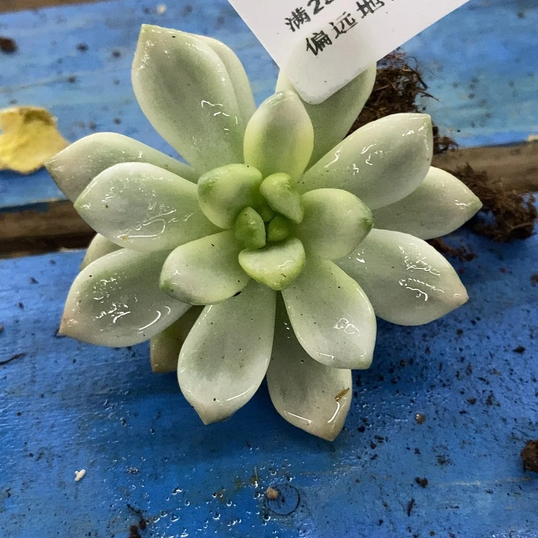 175香奈儿覆轮锦炸多肉
