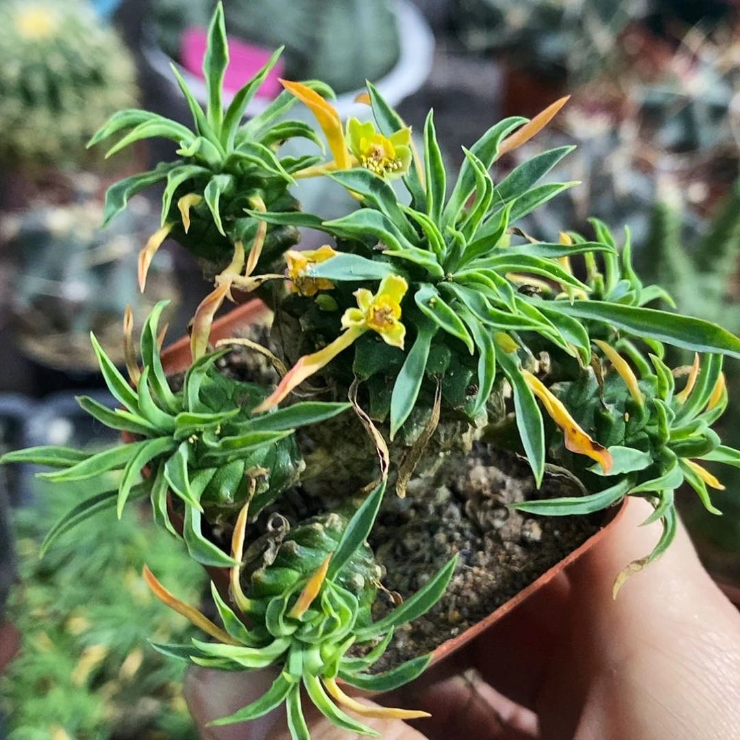 花花草草花花草草