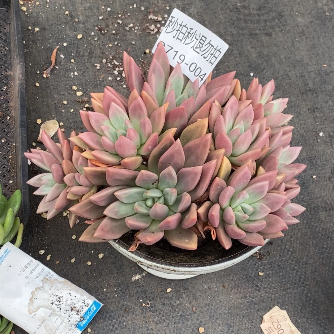 玫*海夏悦多肉0719-4桃花源