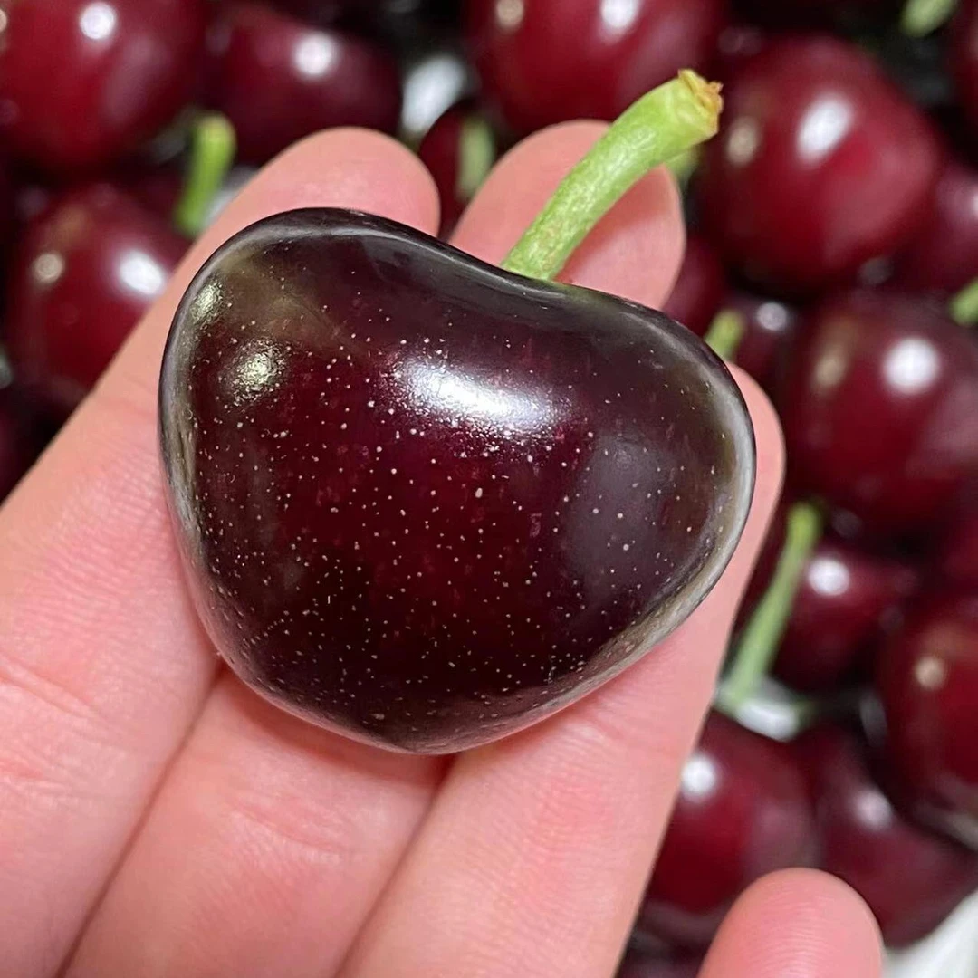 大连美早王樱桃420g5J美早