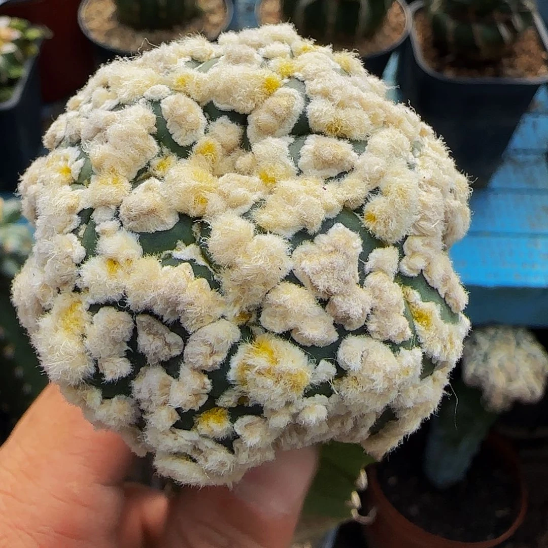 海星花园兜655。