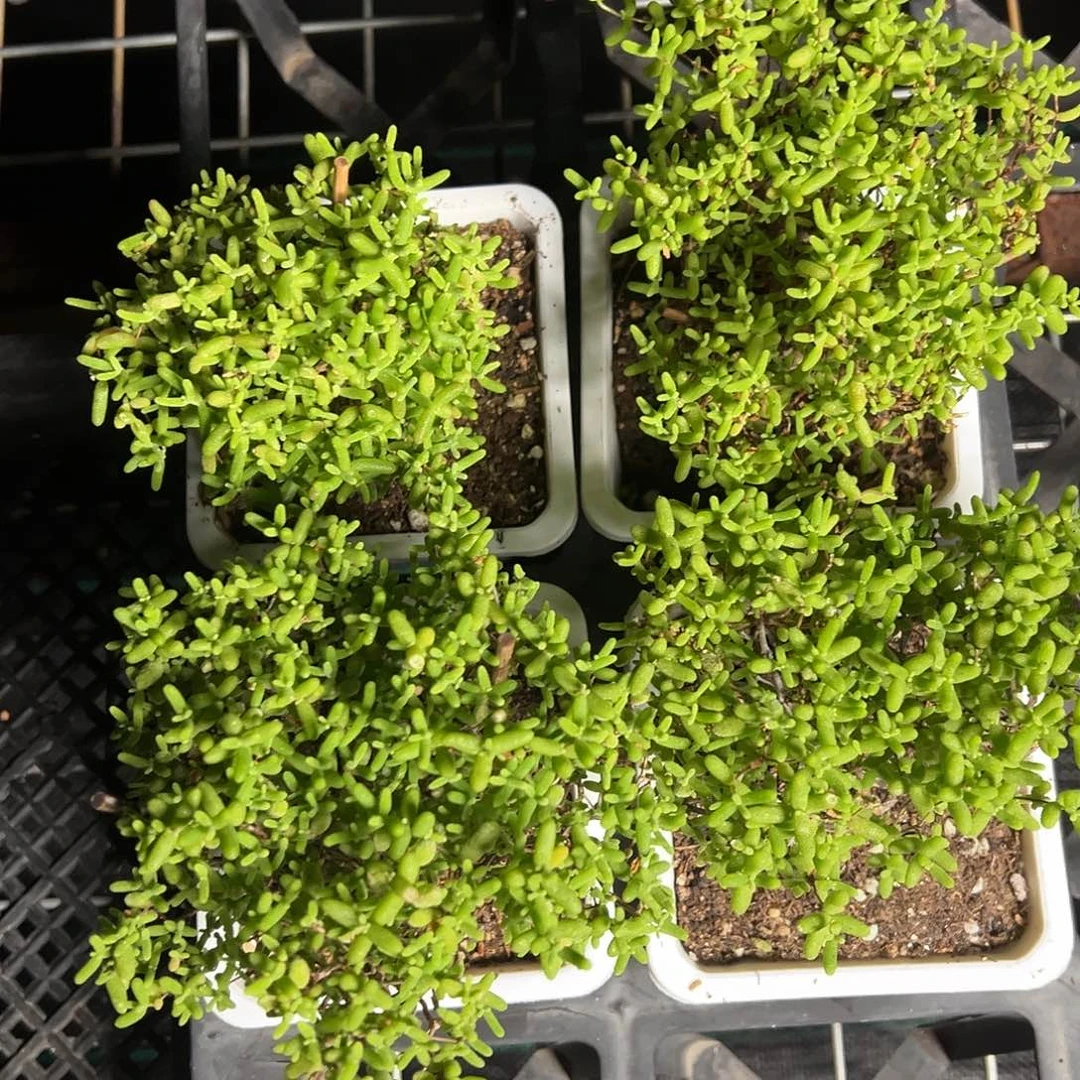 蜜橘糖球10白方老桩福利