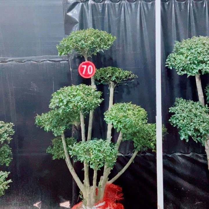 一物一拍一物一拍