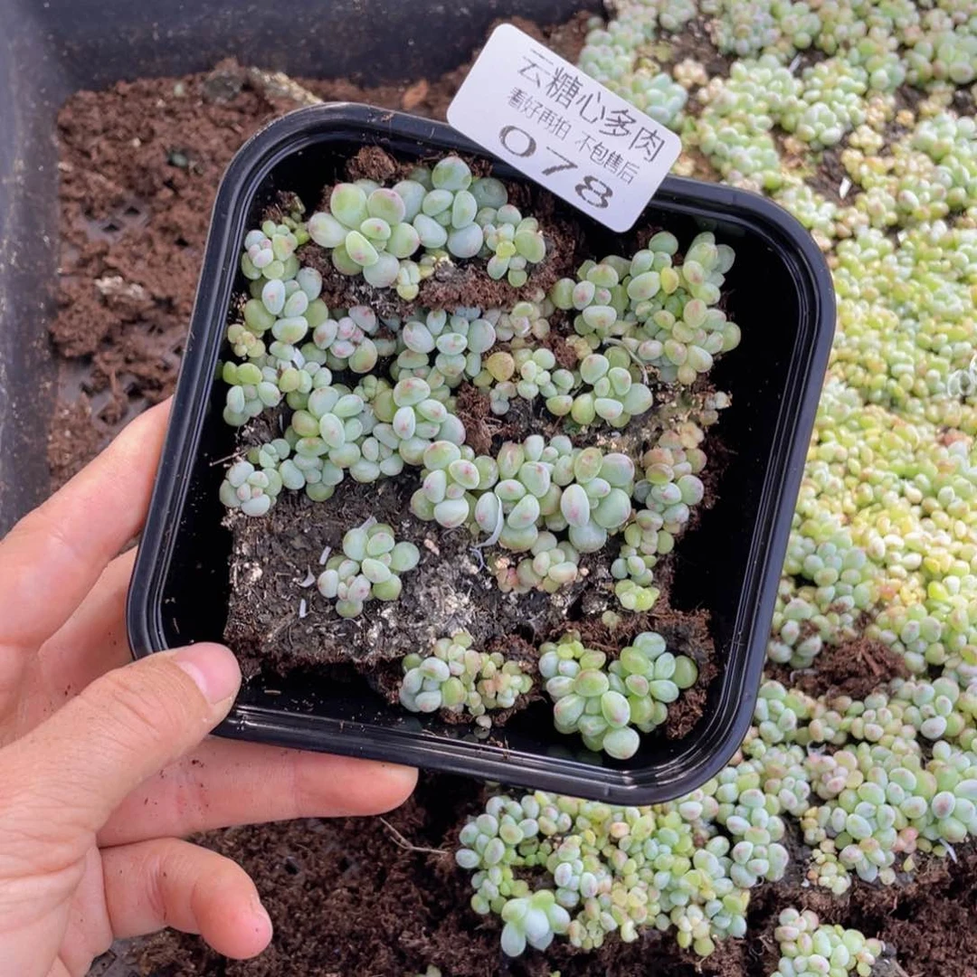 云糖心多肉植物078