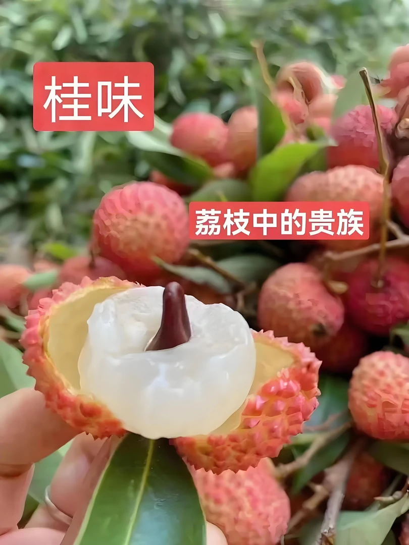 (顺丰冷链）广西灵山龙武老树桂味荔枝新鲜现摘清甜多汁