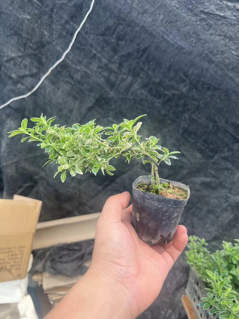 飘枝金边六月雪茶台书桌小盆栽四季青开花植物室内室外鲜活小盆景