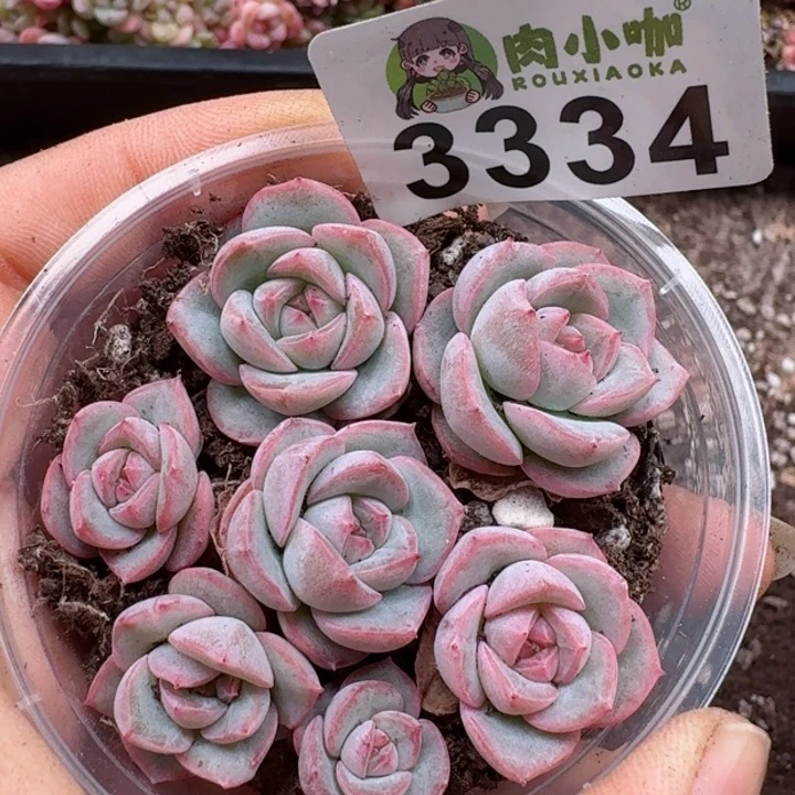 多肉植物多肉植物