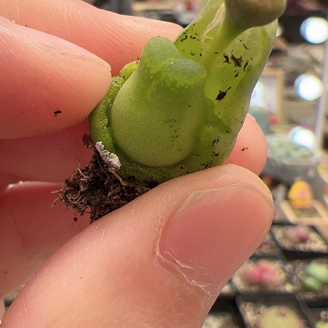 【闪购商品】66 奶瓶