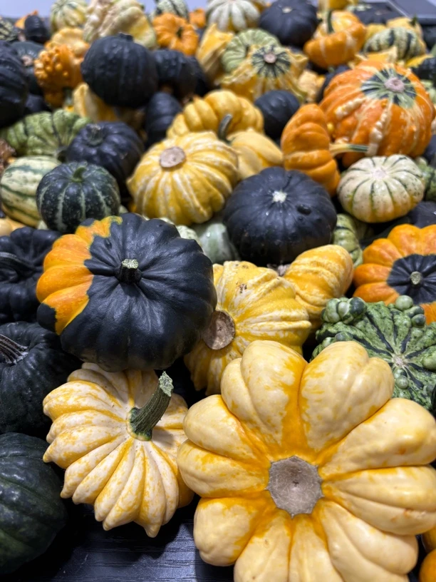 墨西哥七彩葫芦青皮2个随机发货